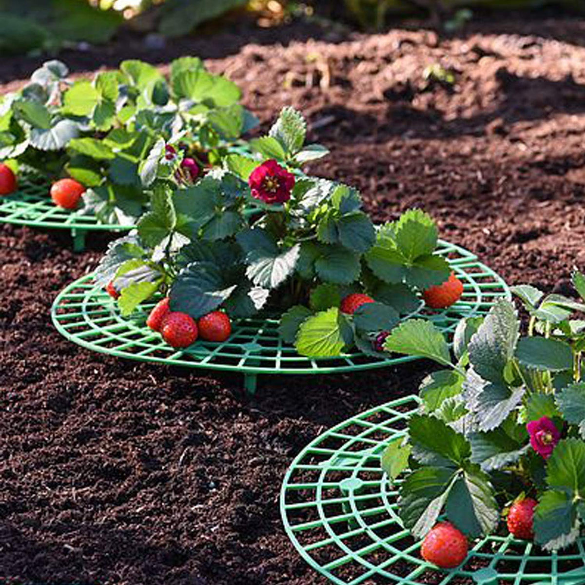 Medoore pot plant frame keeps branches above soil for neater growth