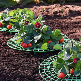Medoore pot plant frame keeps branches above soil for neater growth