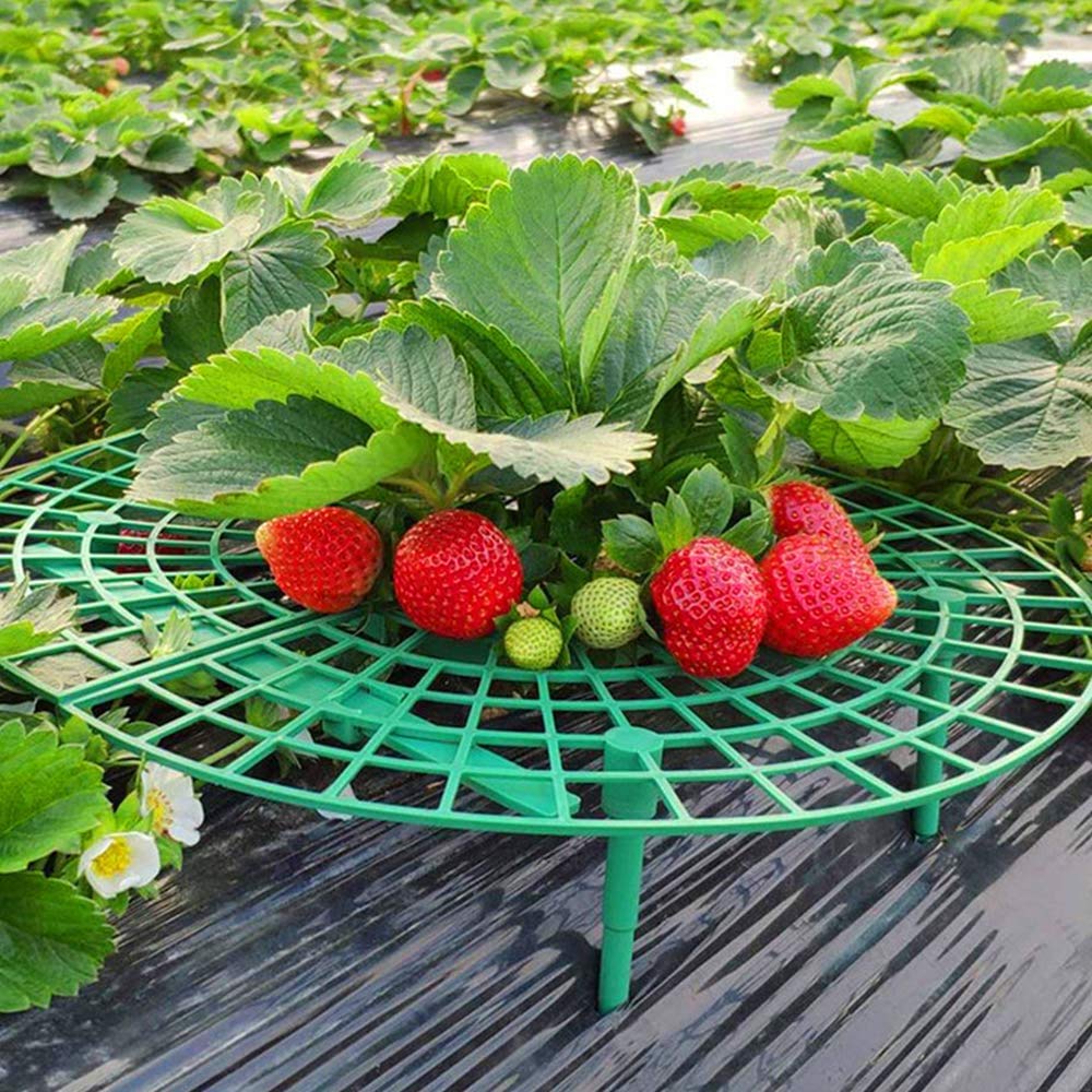 Medoore weather-resistant strawberry stand suitable for outdoor use