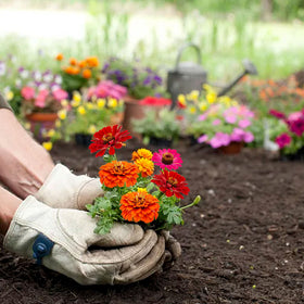 Meekear 5 Kit colorful flower clusters ready to brighten patios and windowsills