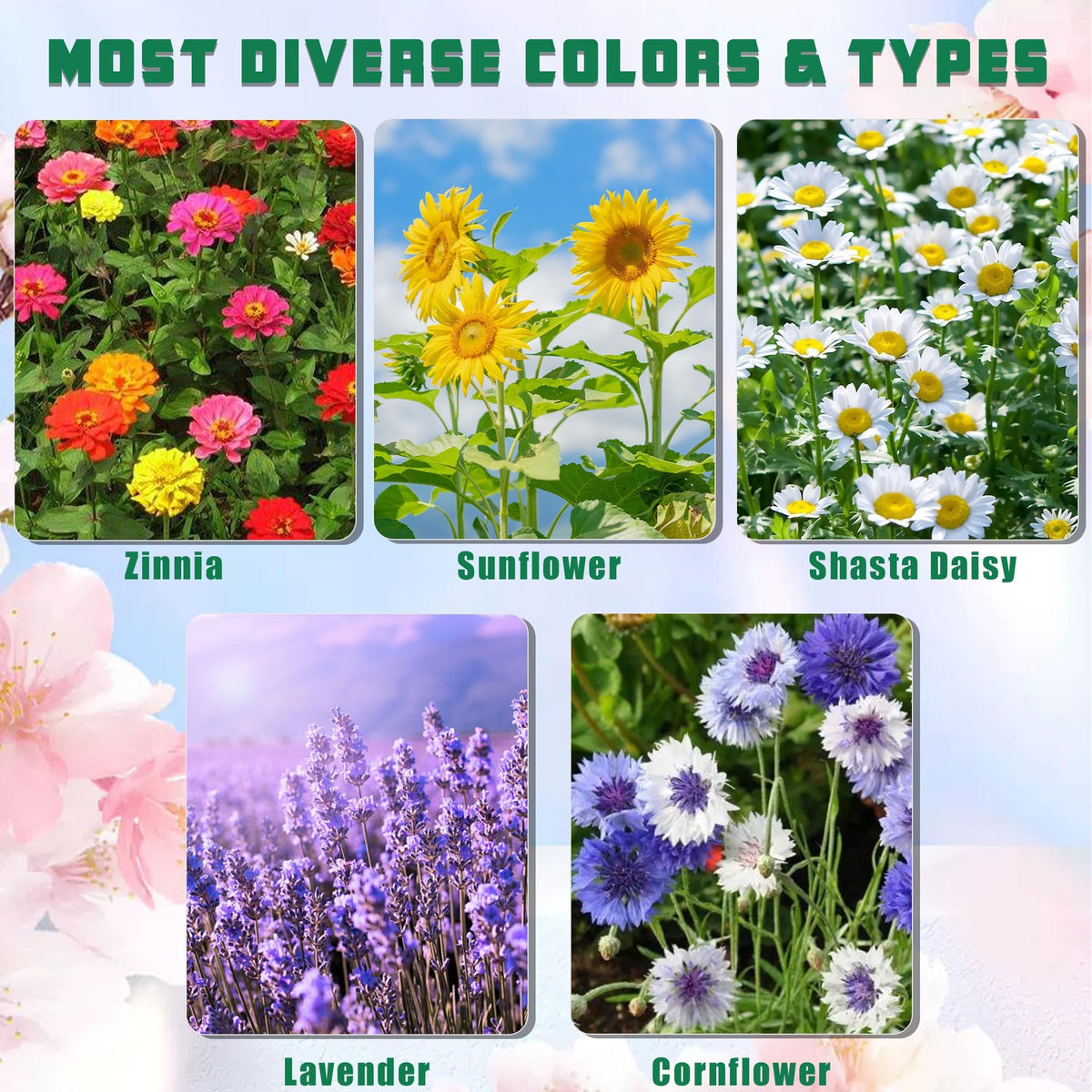Meekear 5 Kit seed packs for Shasta Daisy, Cornflower, Sunflower, Zinnia, Lavender