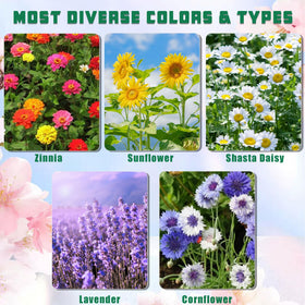 Meekear 5 Kit seed packs for Shasta Daisy, Cornflower, Sunflower, Zinnia, Lavender
