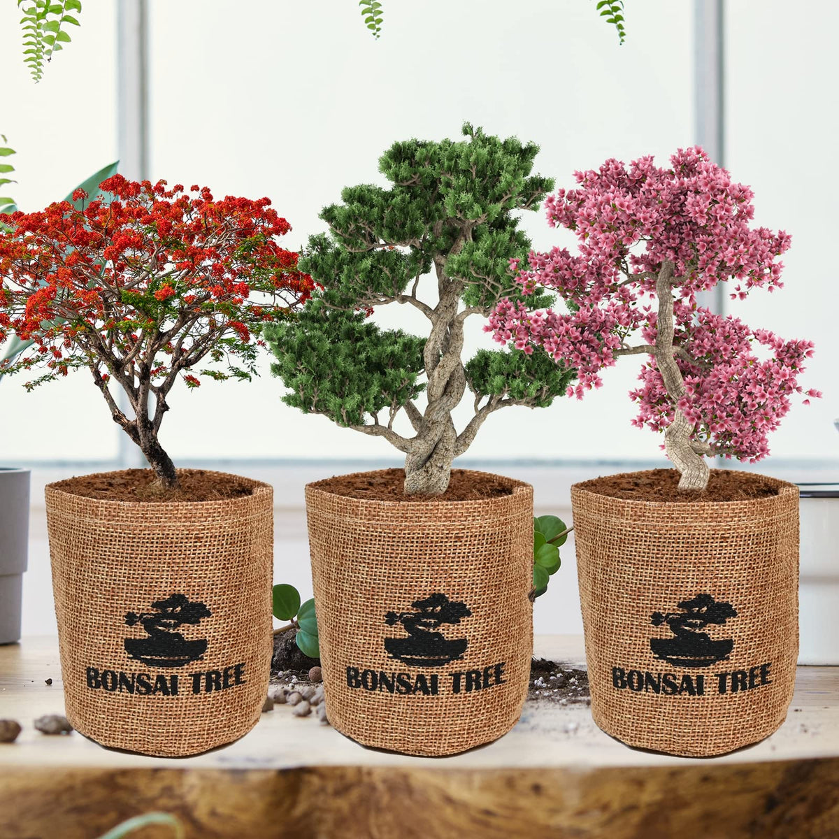 Meekear Bonsai Kit soil discs expanding with water for quick planting