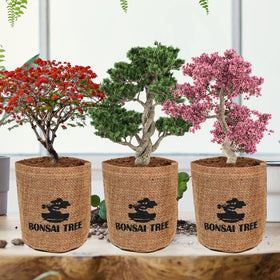 Meekear Bonsai Kit soil discs expanding with water for quick planting