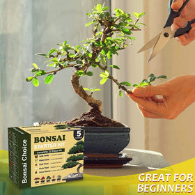 Meekear planting guide for beginners and quick reference.