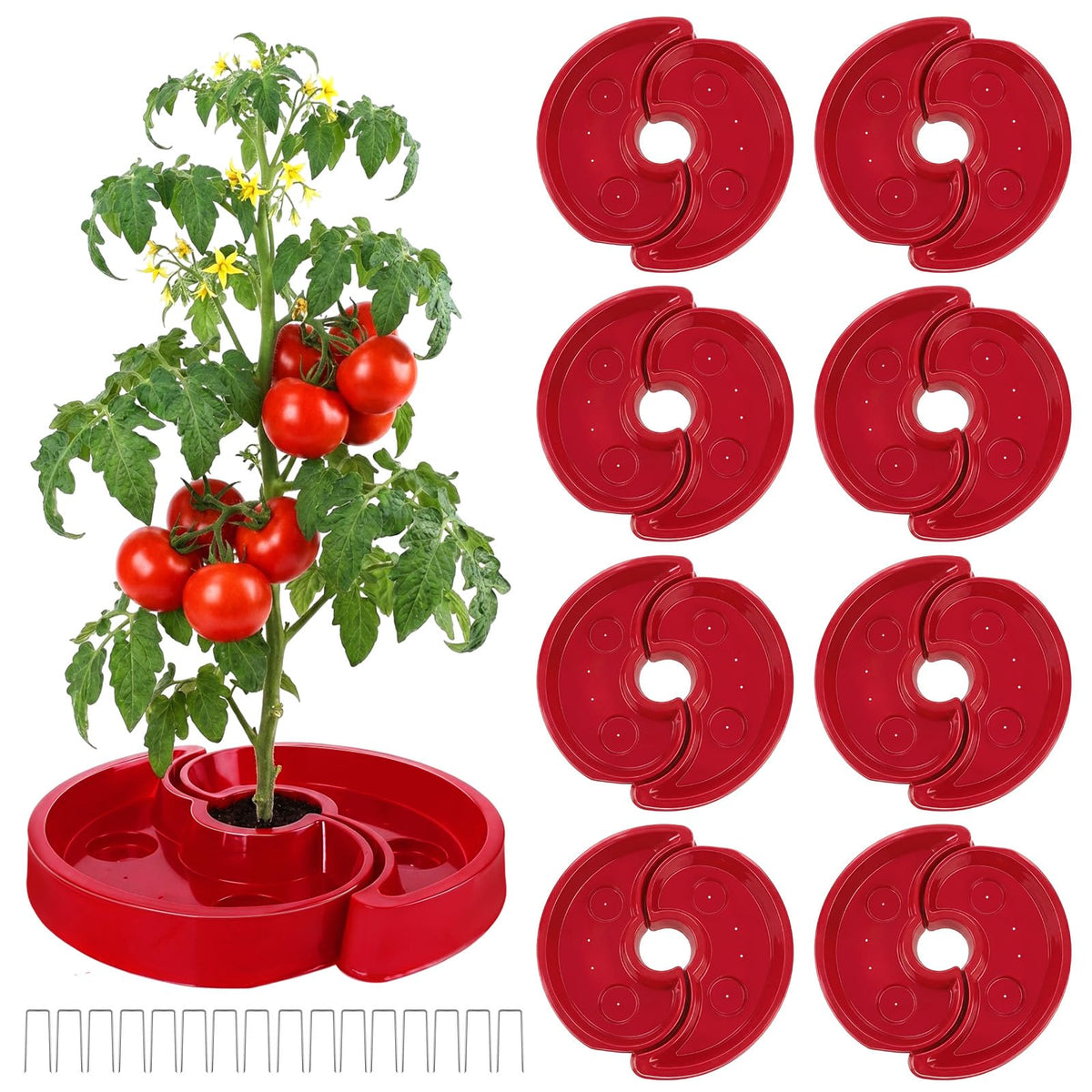 Meimaao tomato watering tray around plant delivering targeted root hydration for healthier plants.