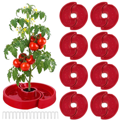 Meimaao tomato watering tray around plant delivering targeted root hydration for healthier plants.