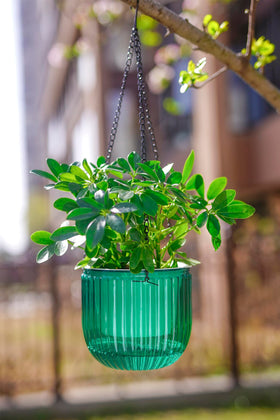 Includes three hooks for secure mounting and flexible arrangement