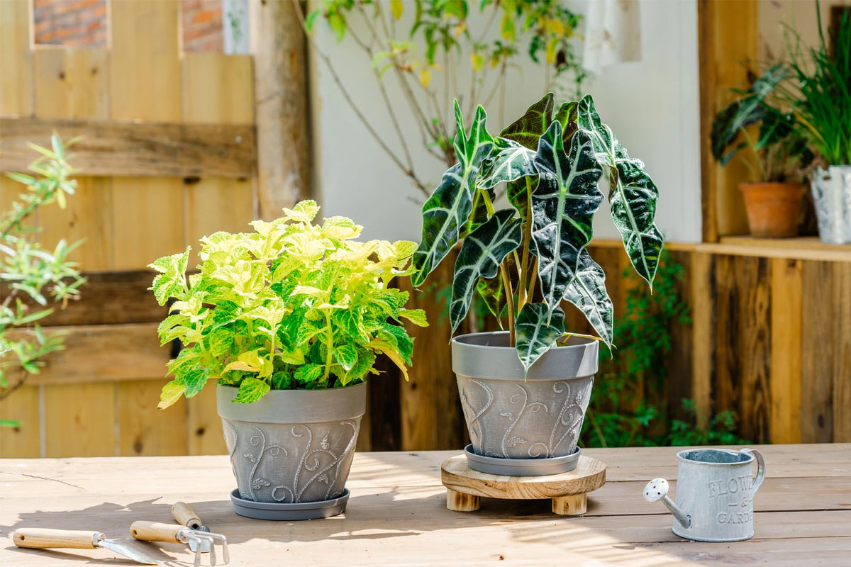 Melphoe 7-inch indoor decorative pot for succulents and herbs.