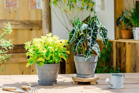 Melphoe 7-inch indoor decorative pot for succulents and herbs.