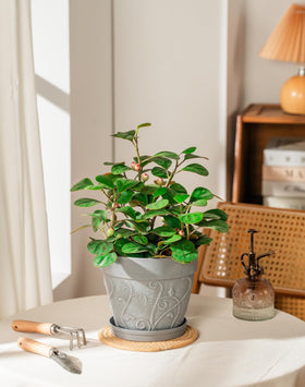 Melphoe 7-inch outdoor planter suitable for gardens and patios.