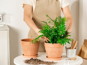 Bottom airflow design on Melphoe pot supports plant respiration.