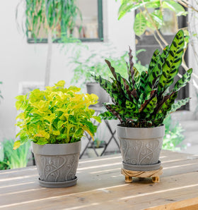 Melphoe pot versatile indoors or outdoors for various plants.