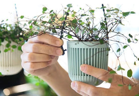 Melphoe removable inner pot enables easy watering and drainage