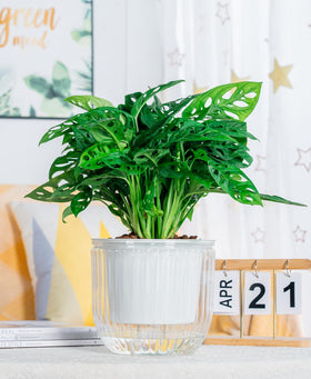Melphoe self-watering hanging planter flat-bottom keeps it stable on desks.
