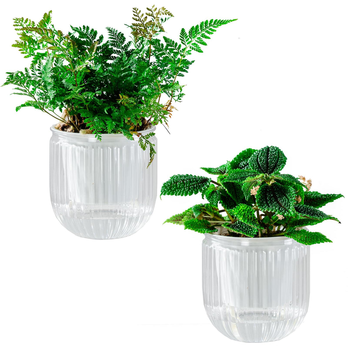 Melphoe self-watering pot shows water level for easy plant care.