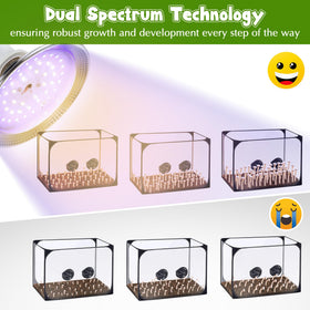 Meonum dual-spectrum 6000K blue and 5000K white for mushrooms and small plants.