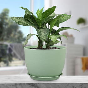 Meowell big pot decorates home garden and supports transplanting larger indoor plants.