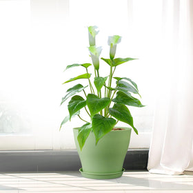 Meowell durable pots designed for safe, kid-friendly gardening projects.