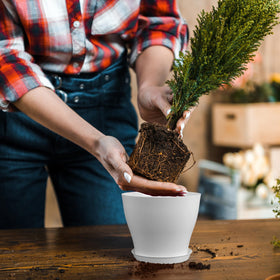 Meowell reusable eco-friendly planter ready for seasonal reuse.