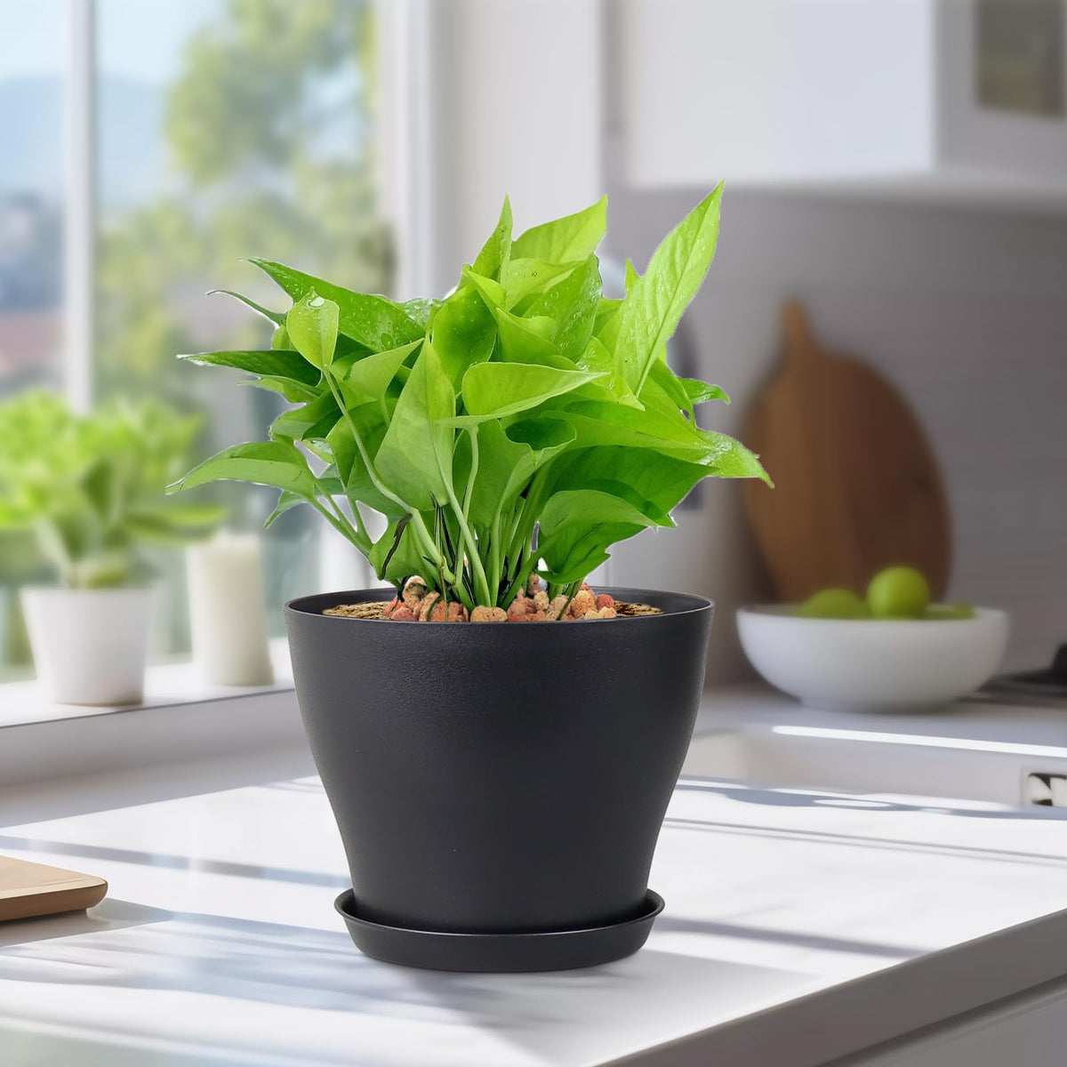 Meowell small starter pots ideal for succulents, herbs, and orchids.