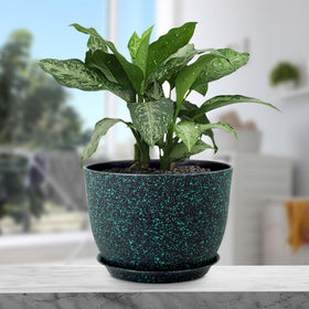 Meowell transplant-ready pot ideal for upgrading plant containers.