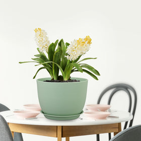 Meowell plant pot for transplanting large indoor plants.