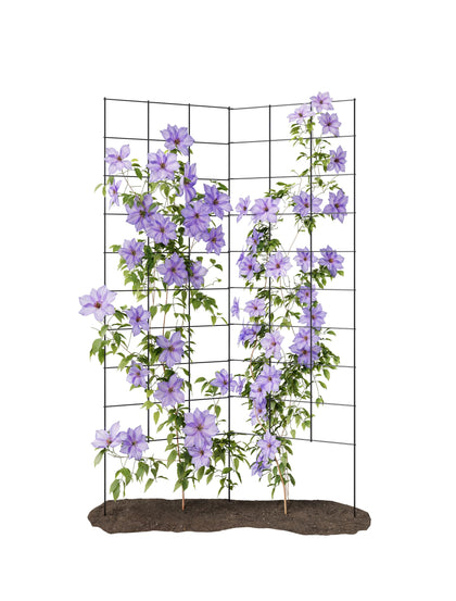 Meranti 2-Panel Folding Garden Trellis fully extended for space-saving vertical cultivation