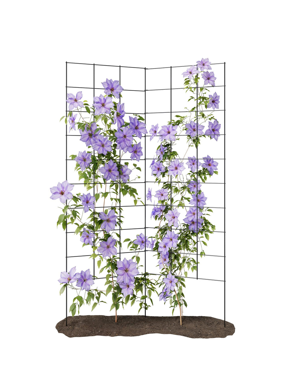 Meranti 2-Panel Folding Garden Trellis fully extended for space-saving vertical cultivation
