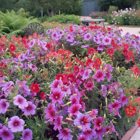 MEsay seed collection image invites gardeners to create a velvet-lined border