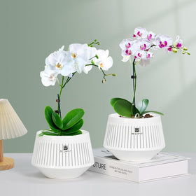 Meshpot inner pot with air-column design boosts root ventilation