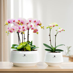 Meshpot air-pruning system promotes better root structure and aeration