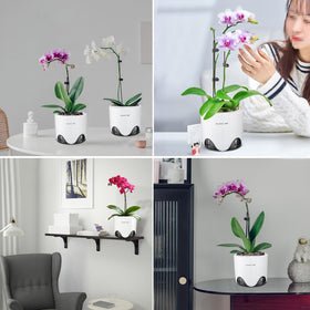 Meshpot transparent pot lets you observe root growth at a glance.