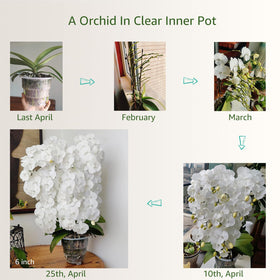 Meshpot tray with rebound device for easy root inspection.
