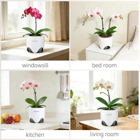 Meshpot white orchid container for decorative display