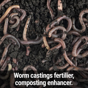Messinas Seedlingers Worm Magic rich beneficial microbes promote soil life and root vitality.