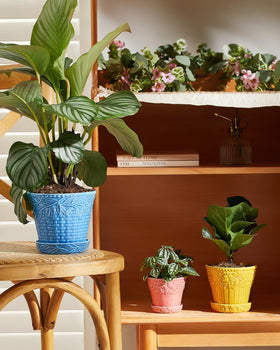Metahom pot with drainage hole helps prevent overwatering for healthy roots.