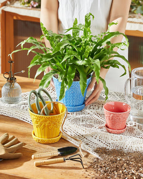 Metahom pot on a windowsill showcases compact plant life