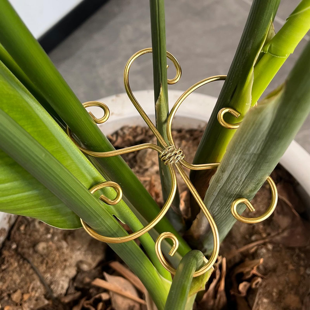 Mewcooss indoor outdoor plant support for Monstera and climbers