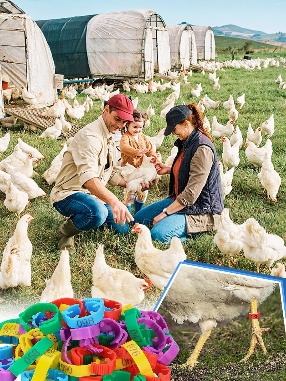 MEWTOGO chicken leg bands enable fast tool free attachment