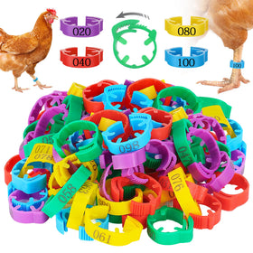 MEWTOGO chicken leg bands in bright colors for quick flock ID
