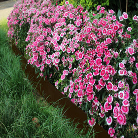 Meyoppm weed-prevention border keeps beds neat and contained