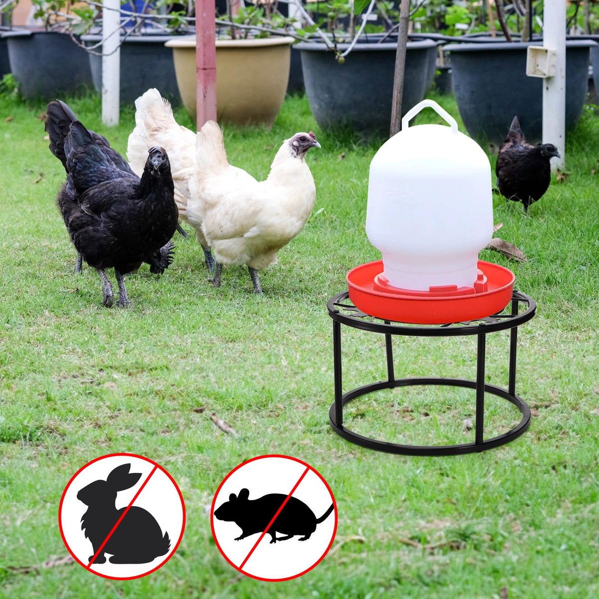 Mezchi stand supports chicken waterer buckets for easy access.