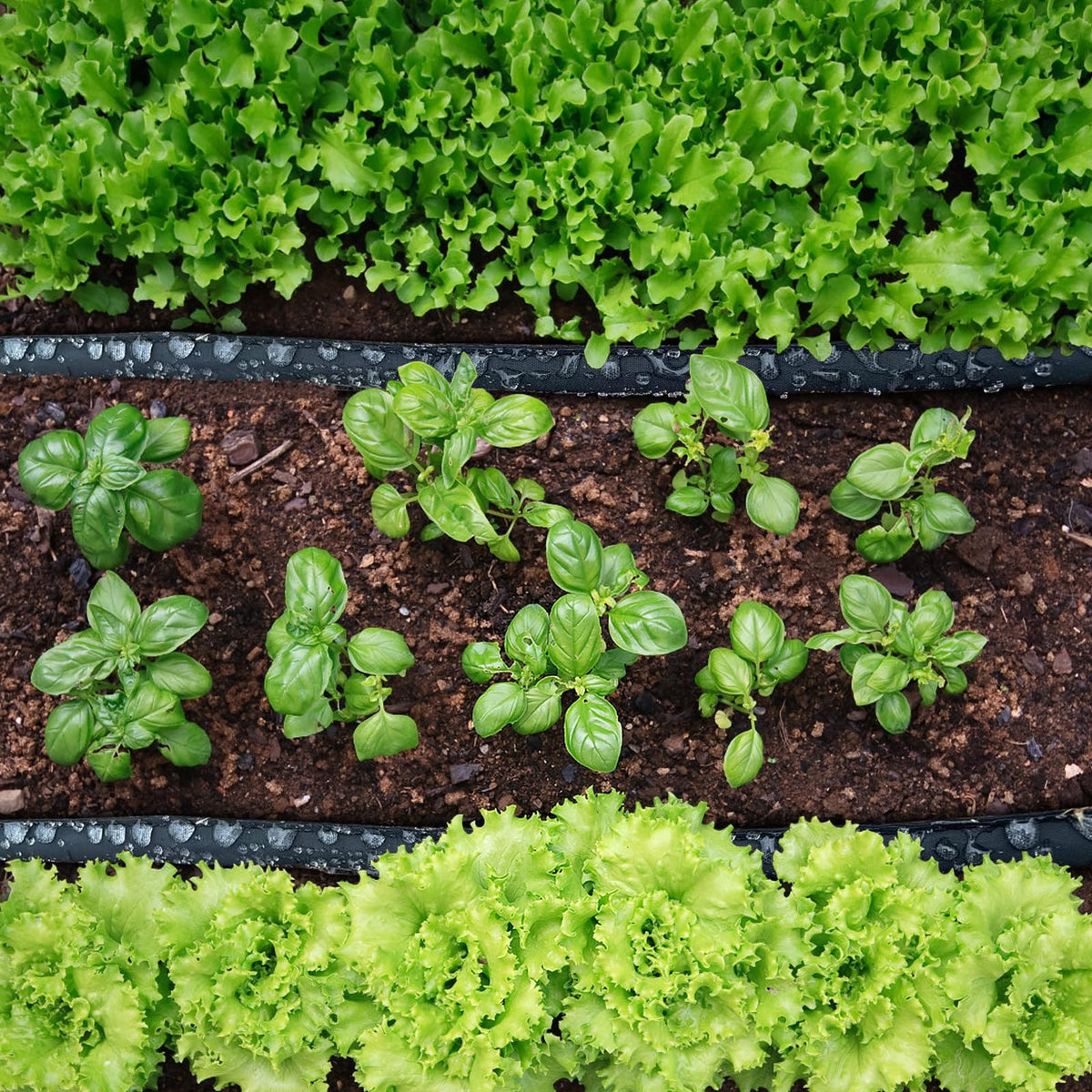 MHMHM flat hose on soil surface enables flexible irrigation around plants.