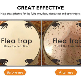 Micnaron natural glue disc 7-1-inch refill highlights strong, odor-free adhesion for flea capture.
