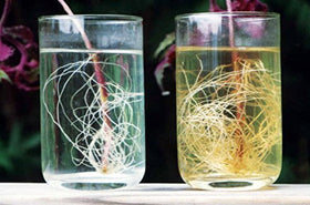 Thriving plants after MIcroLife SJES Ultimate — larger root systems.