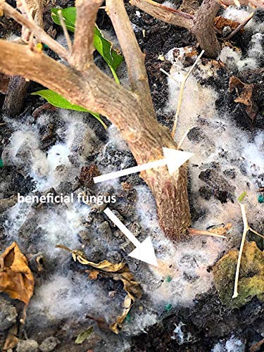 Soil application with MIcroLife SJES Ultimate improves soil structure and vigor.