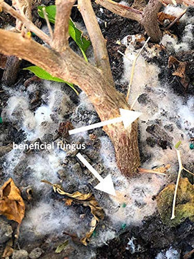 Soil application with MIcroLife SJES Ultimate improves soil structure and vigor.