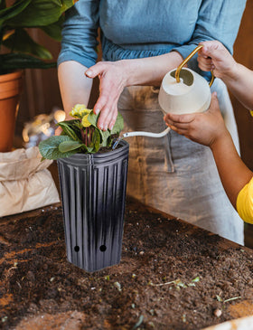 Miewslan drainage and ventilation holes promote air flow in pots.
