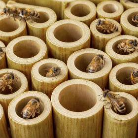 Mifoci 100-pack mason bee tubes packaging for gardeners